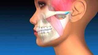 TMJ Explanation amp Therapy [upl. by Nnyltiak766]