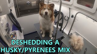 Beautiful Husky  Great Pyrenees Mix Gets Groomed  Satisfying Deshed [upl. by Klein]