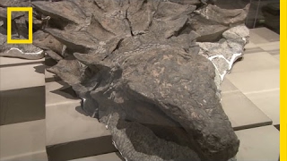 Newly Unveiled Dinosaur Fossil is Best Preserved Of Its Kind  National Geographic [upl. by Tolland]