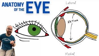 Anatomy of the Eye [upl. by Nodnil870]