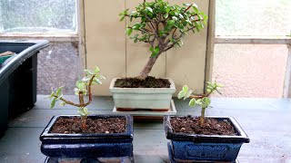 Portulacaria Afra Bonsai Repot Dwarf Jade Elephant Bush  Bonsai Project Update No2 [upl. by Eugirne]