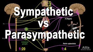 Autonomic Nervous System Sympathetic vs Parasympathetic Animation [upl. by Eenalem292]