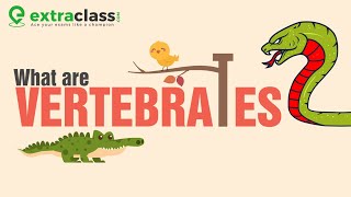 What are vertebrates   Biology  Extraclasscom [upl. by Elisee]