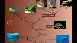 Vertebrate Diversity An Introduction [upl. by Pickering]