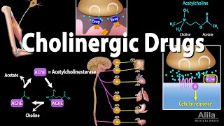 Cholinergic Drugs  Pharmacology Animation [upl. by Courtnay585]