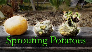 Sprouting Potatoes  Garden Quickie Episode 10 [upl. by Isma143]