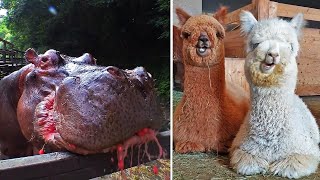 Ozzy Man Reviews Hungry Animals [upl. by Aderb]