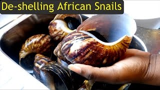 How to deShell Giant African Land Snails [upl. by Miller]