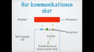 Hur hormoner fungerar [upl. by Eilyac]