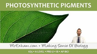 Photosynthesis  Photosynthetic Pigments  Post 16 Biology A Level PreU IB AP Bio [upl. by Ellesirg]