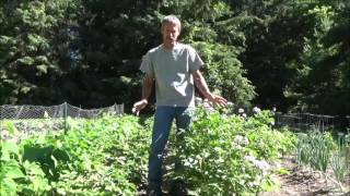 HOW TO GROW POTATOES Planting Growing Harvest Storage [upl. by Yerdna]