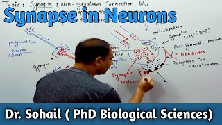 Synapse  Coordination amp Control  12th Biology  MDCAT Biology  Dr Sohail [upl. by Enelehcim112]