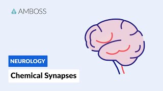 Chemical Synapses Neuronal Signal Transmission [upl. by Horatio]