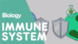 The Immune System  Health  Biology  FuseSchool [upl. by Lemraj]