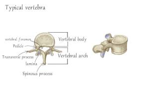 Cervical Vertebrae Anatomy [upl. by Allin]