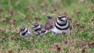 Killdeer Chicks Hatch Day 61116 [upl. by Ynnel26]