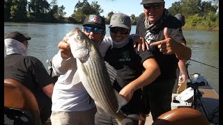 Striped Bass Fishing the Sacramento River live bait and lures [upl. by Gussy791]