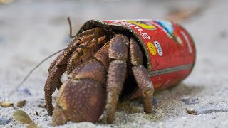 Hermit Crabs Use Litter for Shells  Wild Thailand  BBC Earth [upl. by Oelak]