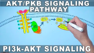 AKTPKB Signaling Pathway  PI3k Signaling [upl. by Nealah103]