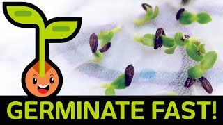 🌱 Fast amp Easy Seed Germination How to Start Seedlings from Paper Towel Method Container vs Baggie [upl. by Alcott]