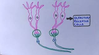 Chemosensory System  Olfactory System [upl. by Dietsche118]