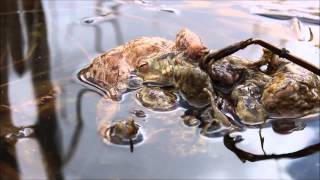 Common toads calling and mating balls [upl. by Haidej]