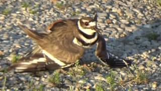 Killdeer bird and eggs [upl. by Yssej]