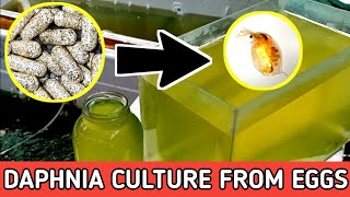 HOW TO HATCH DAPHNIA EGGS  HOW TO CULTURE DAPHNIA [upl. by Tingley]