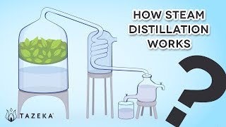 How Steam Distillation Works [upl. by Cohleen532]