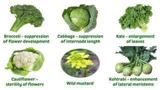 Selection in Plant Breeding [upl. by Schroer]