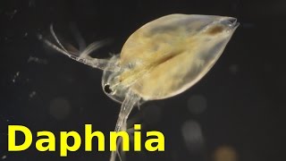 Daphnia [upl. by Drew]