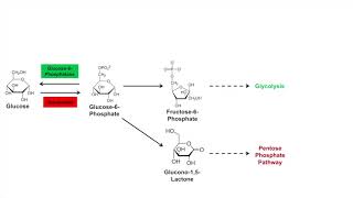 Glycogen Synthesis Glycogenesis Pathway [upl. by Zetniuq]