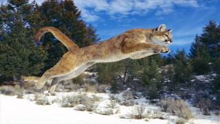 Mountain Lion Roar Sounds [upl. by Nealon]