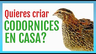 Cómo CRIAR CODORNICES en casa [upl. by Meriel]