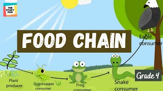 FOOD CHAIN  SCIENCE  GRADE 4  The Study Pod [upl. by Yug404]