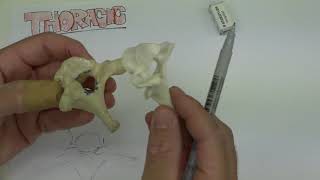 Thoracic Vertebrae explained [upl. by Oijimer531]