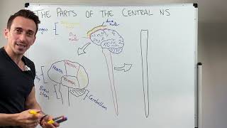 Overview of the Central Nervous System CNS [upl. by Kieffer791]