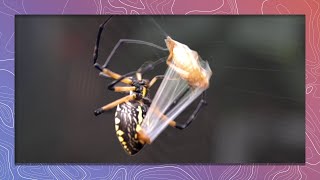 Garden Spider Wraps Grasshopper Prey Extremely Fast [upl. by Sadye346]