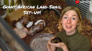 Giant African Land Snail SetUp  Leaf Eater [upl. by Charley302]