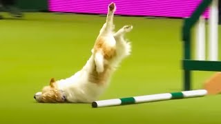 Ozzy Man Reviews Olly at Crufts [upl. by Amada870]