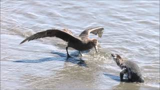 High Noon at Punta Tombo Reserve [upl. by Lombardy]