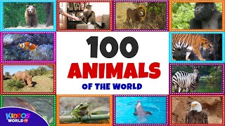 100 Animals of the World  Learning the Different Names and Sounds of the Animal Kingdom [upl. by Sara-Ann]