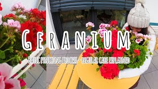 How to care for Geranium flowers  PinchingDeadheading Process  Symbolism and Fun Facts [upl. by Brocklin]