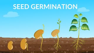 Seed Germination  How Does A Seed Become A Plant [upl. by Alleuqahs]