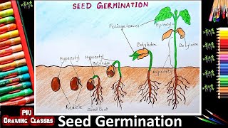 How To Draw Germination Of Seed Diagram  Step By Step  Plant Growth From Sprouted Seed Drawing [upl. by Vivi561]