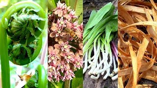 Wild Food Foraging Season 3 Milkweed Tree Cambium Fiddlehead Pine Cattail Evergreens Birch [upl. by Eelirrem]