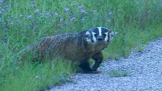 Wisconsin Badger Wild [upl. by Odarbil]