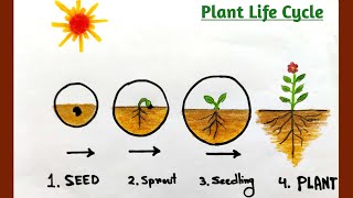 Plant life cycle poster drawing How to draw plant life cycleHow to draw seed germination process [upl. by Katti186]