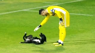 Momentos DIVERTIDOS Con ANIMALES En El Fútbol 🐕 [upl. by Chiang]