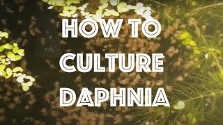 How To Culture Daphnia Magna [upl. by Eyar]